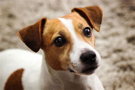 Jack Russell Terrier Köpek Irkı Özellikleri Bakımı Ve Beslenme Zoo Blog