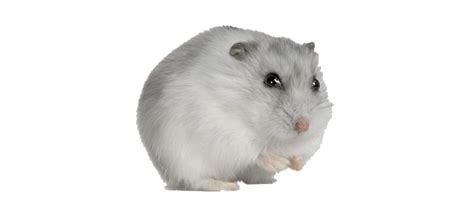 Png Transparent Hamster Hamster Png Vector Psd And Clipart With