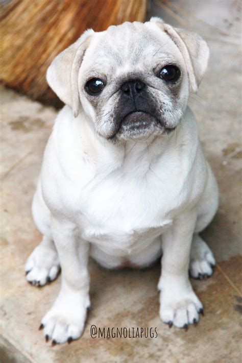Cookie The White Pug Baby 💗🌸💗 Pugs Funny Baby Pugs Cute Pugs