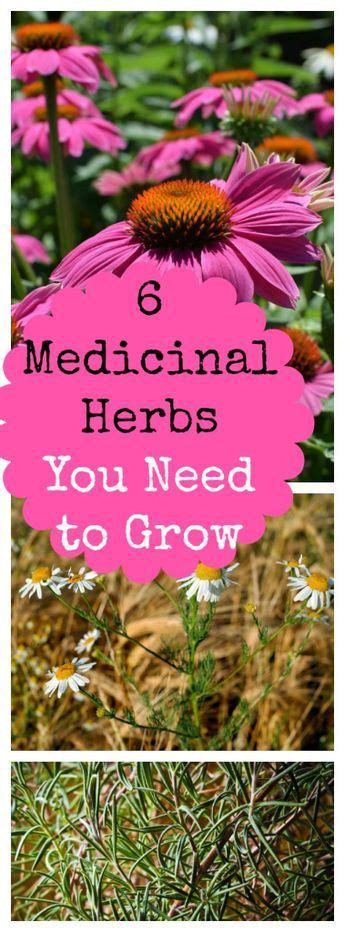 6 Medicinal Herbs To Grow In Your Backyard In 2020 Medicinal Herbs