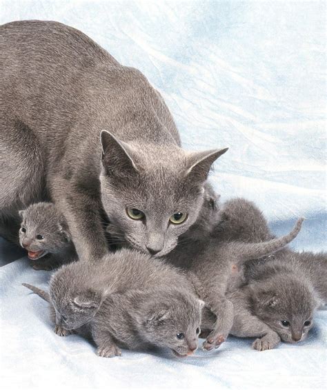 Russian Blue Mix Kittens