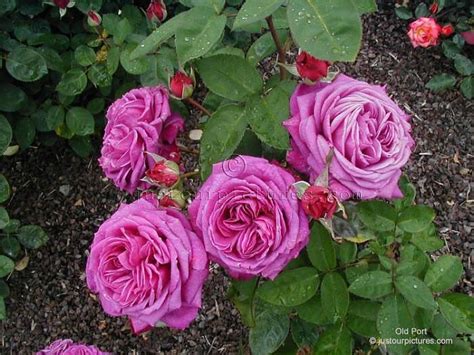 Just Our Pictures Of Roses ~ Old Port ~ Rose Picture