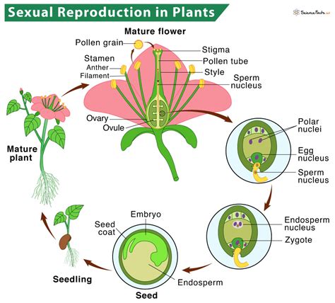 Reproduction In Plants Description Types And Diagram
