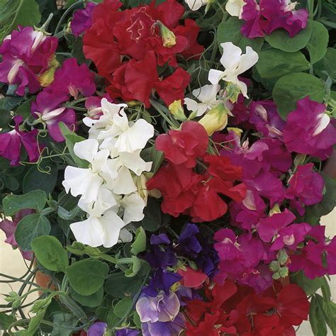 Sweet Pea Seeds Patio Mix Suttons