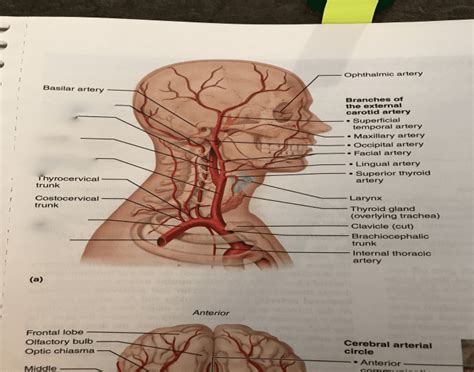 Vertebral arteries the vertebral arteries stem from the subclavian arteries; Right Aspect Arteries of Head, Neck and Brain
