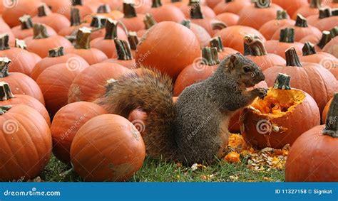Brown Squirrel Snacking On Pumpkin Seeds Stock Photo Image Of Eating
