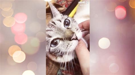 Tik Tok Hilarious Cute Cats June 2020 01 Youtube