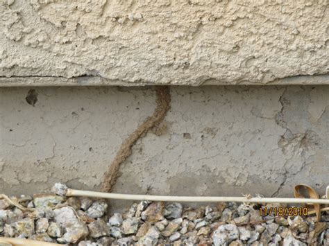 Arizonas Termite Expert Arizona Termite Prevention