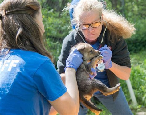 How The Endangered Wolf Center In St Louis Just Made History