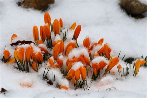 Fonds Decran Crocus Orange Neige Fleurs Télécharger Photo