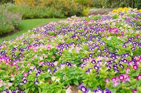 44 Flowering Ground Cover Plants Flores Amor Perfeito Sementes