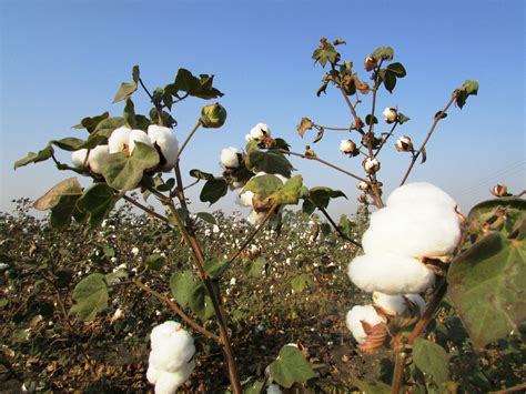 Cotton Tree | Prips Jamaica