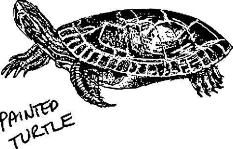 Clipart turtle spotted turtle, Clipart turtle spotted turtle Transparent FREE for download on ...