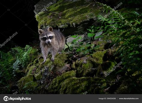 Raccoon Beautiful Nature Habitat Rare Shy Animal Procyon Lotor Wild