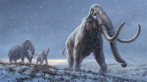 Woolly Mammoth Resurrection Scientists Say Its In Process Scoopsky