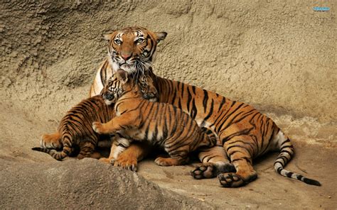 Top 35 Most Beautiful Tiger Wallpapers