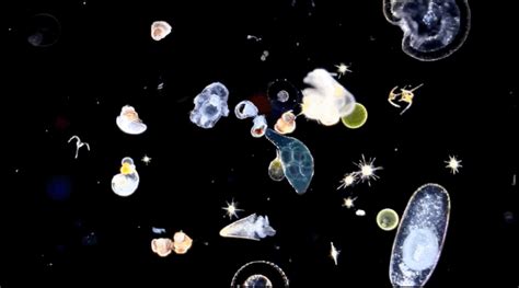 These Microscopic Sea Creatures Are The Wildest Thing Youll See Today