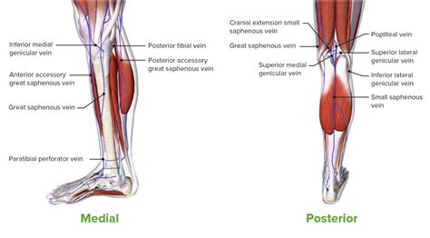 Leg Anatomy Concise Medical Knowledge