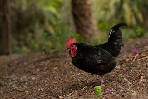 Gallina Negra Canaria Parque Del Drago Icod De Los Vinos Flickr