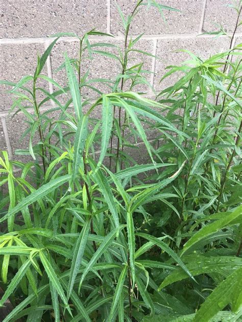 Plant Id Forum→tall Weed W Dark Single Stem And Slender Leaves