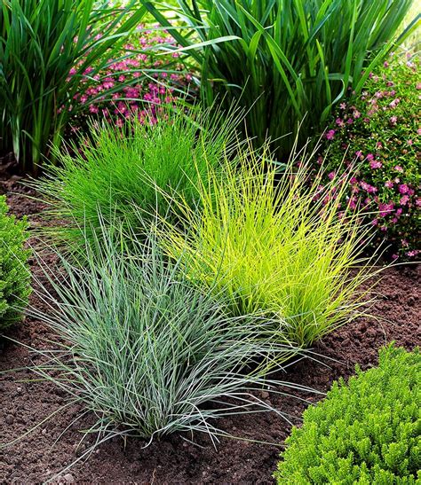 Jeder halm kann einen durchmesser von 8cm bis 18cm erreichen. Gräser-Trio: 1A-Pflanzen kaufen | BALDUR-Garten