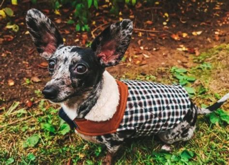 Rescue Dog With Huge Ears Living Best Stylish Life After Rough Start