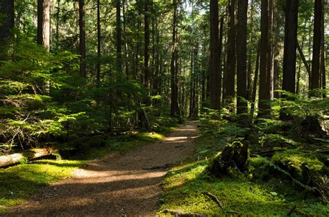Pnwtrailandrewmoore0 2400×1589 Forest Painting Pacific