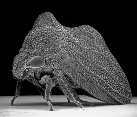 Insect Photography With Electron Microscope8 Fubiz Media