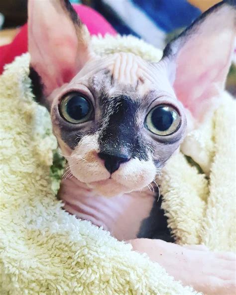 22 Best Photos Of Sphynx Babies You Should See Right Meow In 2021 Cat