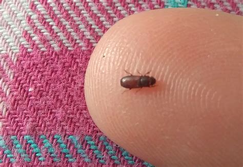 Founded in 2006, the site has collected about 20,000 reports covering 12,000 locations. Probably Flour Beetle from the UK - What's That Bug?