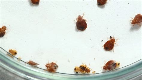 What Do Bed Bugs Look Like Youtube