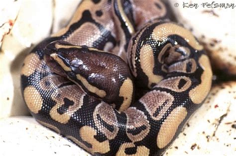 Why did my baby ball python die? Ball Pythons, a Troubleshooting Guide to - Common Questions