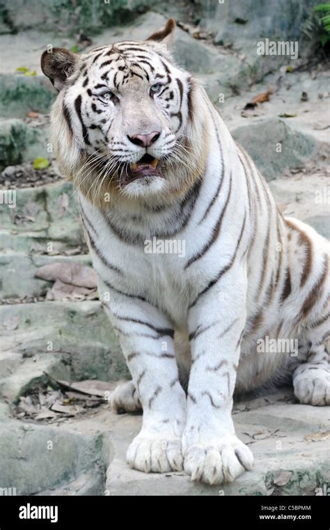 White Tiger In The Zoo Stock Photo Alamy