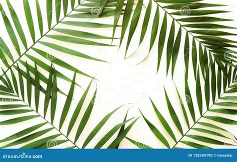 Tropical Green Palm Branches Pattern On A White Background Stock Photo