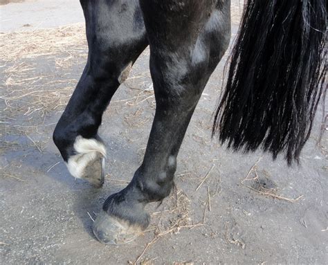 The Horse Talker Tendon Injury