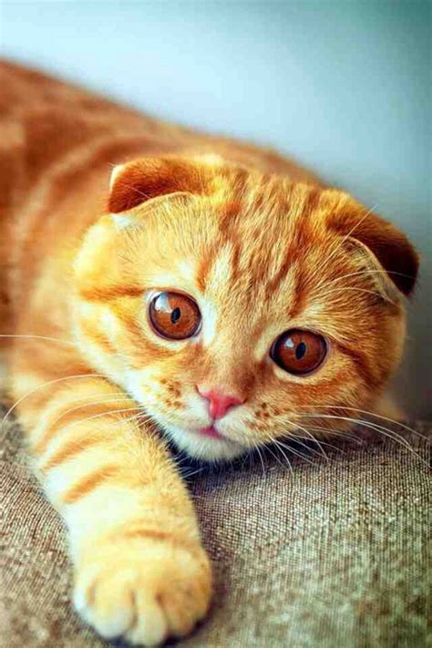 Pin By Anne Laure On Cats Cat Scottish Fold Scottish Fold
