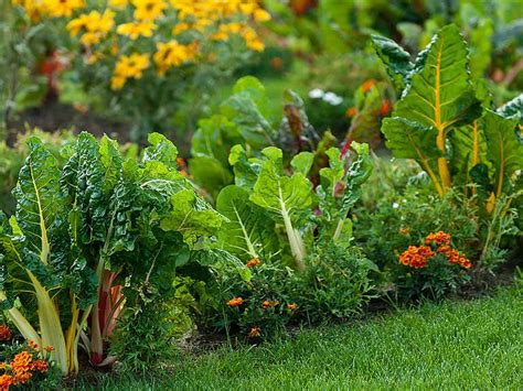 Vegetables differ from the fruits according to their taste and structure. How to grow an edible garden - Saga