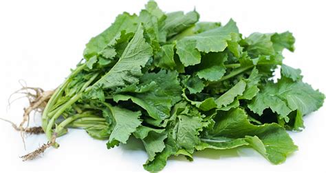 Rapini Information And Facts