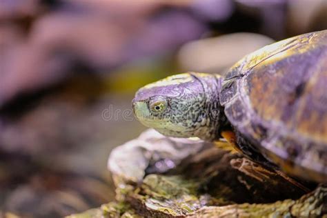 Portrait Of A Sea Turtle In The Aquarium Stock Image Image Of Color