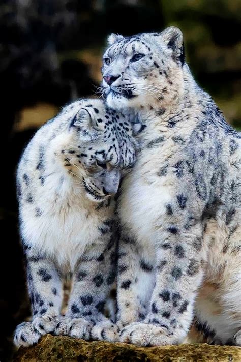 A1 Pictures Snow Leopards