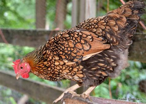 The freshest, most nutritious and delicious eggs you can get. Wyandotte Chickens: A Top Backyard Choice - Backyard Poultry