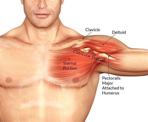Primarily, there are three chest muscles involved in movement: Chest Muscles Anatomy (With images) | Chest muscles ...