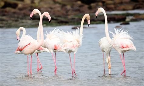 Greater Flamingo Birds South Africa