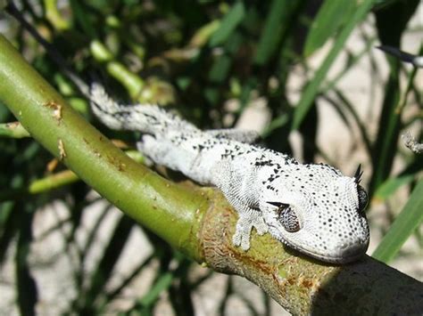 Spiny Tailed Geckos Genus Strophurus ·