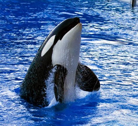 Killer Whale Spy Hopping Killer Whale Facts And Information