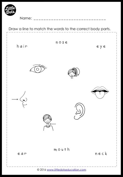 Match words and pictures (matching exercise) and write the wo. Free Body Parts Worksheets for Preschool | Little Dots ...