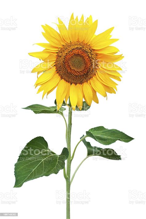Sunflower Isolated Stock Photo Download Image Now Sunflower White