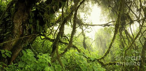 Guatemala Jungle Landscape Photograph By Thp Creative