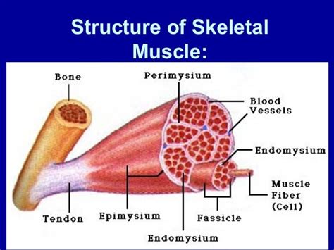 Skeletal Muscle