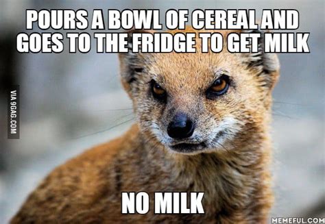 19 Hilarious Mongoose Meme That You Never Seen Before Memesboy
